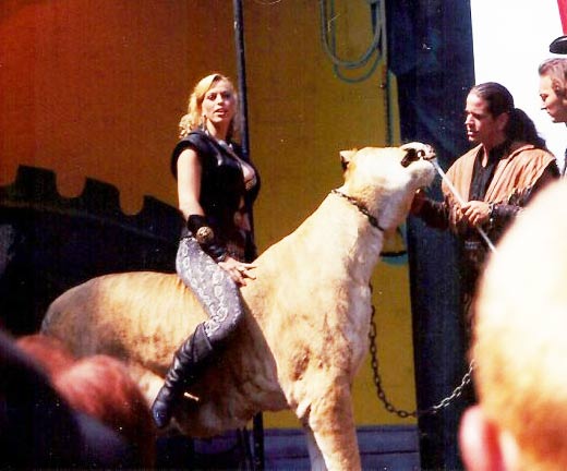 Samson the liger in United States.