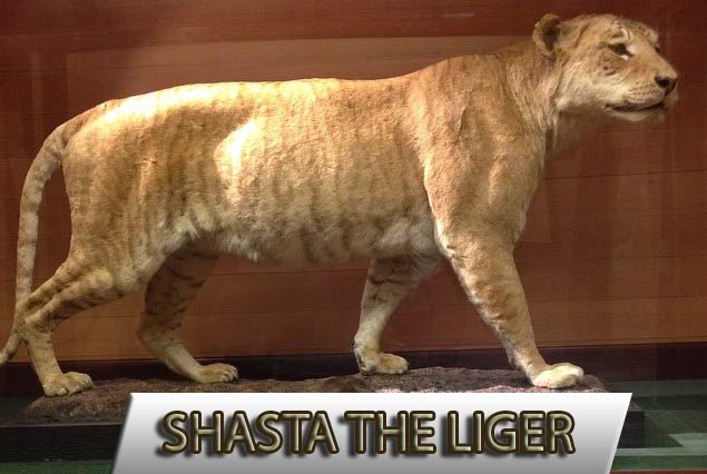 The age of Shasta the liger has disapproved many myths about ligers.