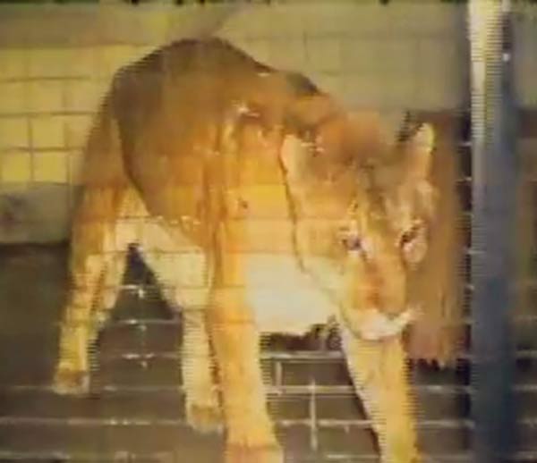 Shasta the liger living alone in her enclosure. Shasta the liger lived a solitary and isolated life in her enclosure.
