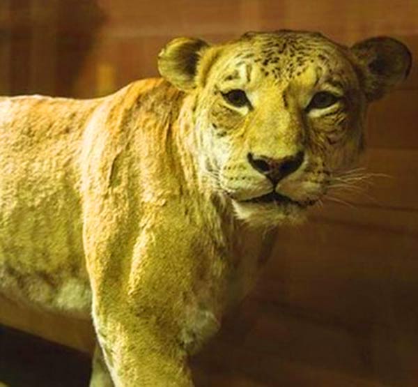 Stuffed body of Shasta the liger at Bean Museum in USA. 