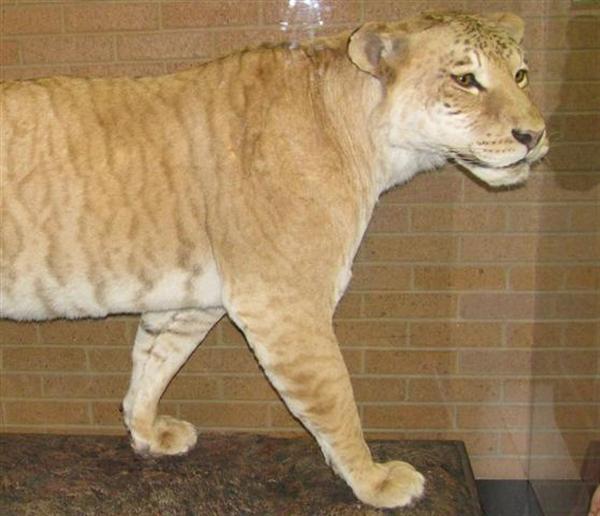 Liger Shasta Closeup View at Beans Museum in United States. 