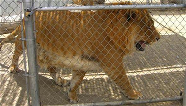 Ligers fastest speed is around 80 kilometers per hour which is very fast