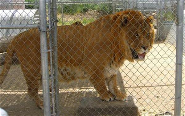 Liger speed is 60 Miles per hour which is very fast.