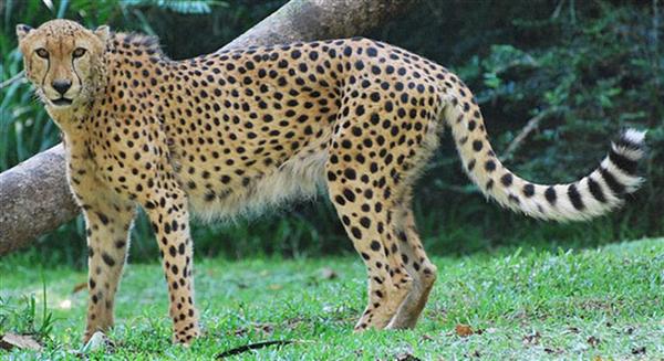 Cheetah top speed is 125 Km/h. Liger Top Speed is 96 Km/h