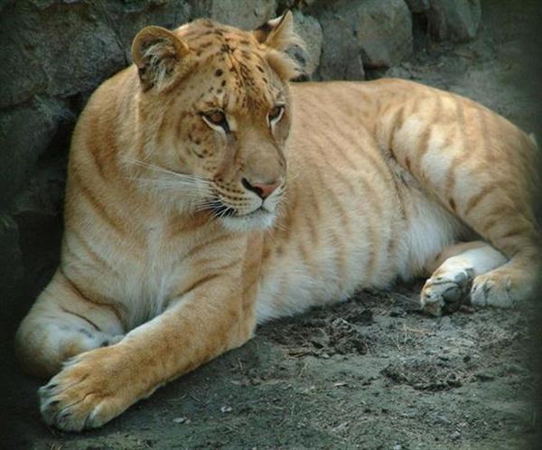 En kvinnlig hona liger