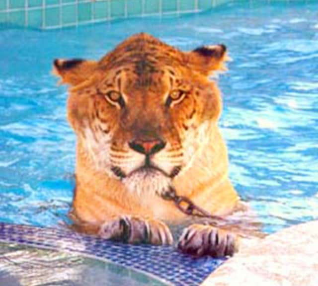 Ligers love to swim. Ligers are excellent swimmers.