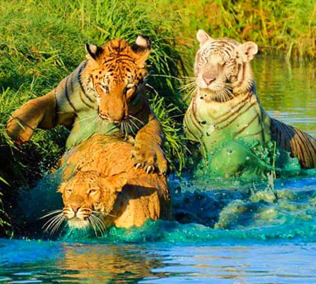 Swimming of ligers, tigers and hybrid big cats like liligers, tiligers and litigons etc.