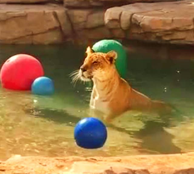 Tigon swimming in Dubai. 