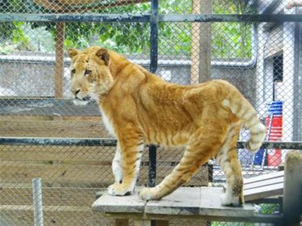Liger in Taiwan had Deformities. It had a lot of physical problems. 