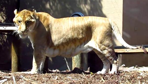 Liger Sinbad is 6 Feet and a Quarter more Taller in its height. 