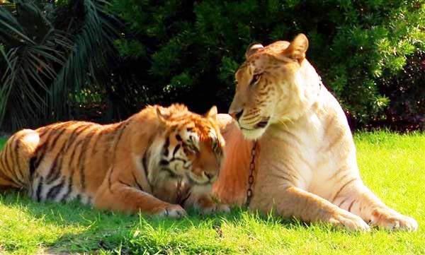 Liger Sinbad has a tallest heighest among all the ligers.