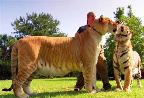 Liger Sinbad compared with a Tiger. 