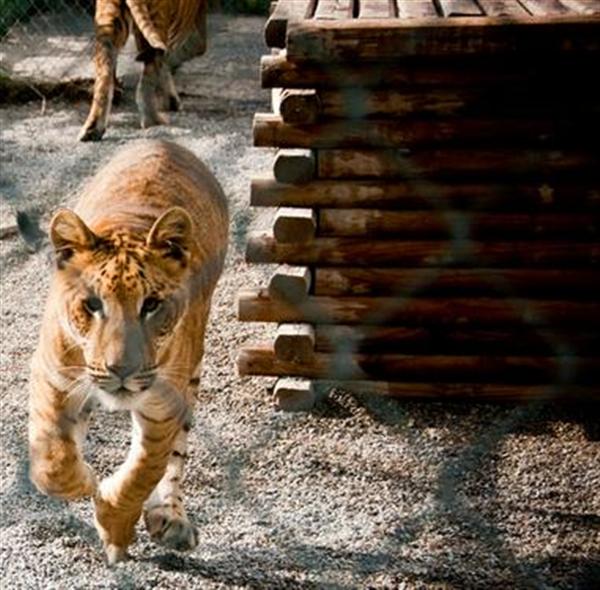 Ligers are fastest after Cheetahs. 