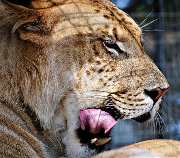 Ligers are the Biggest Carnivores in the World.