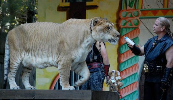 Ligers are the Longest Carnivores Mammals. 