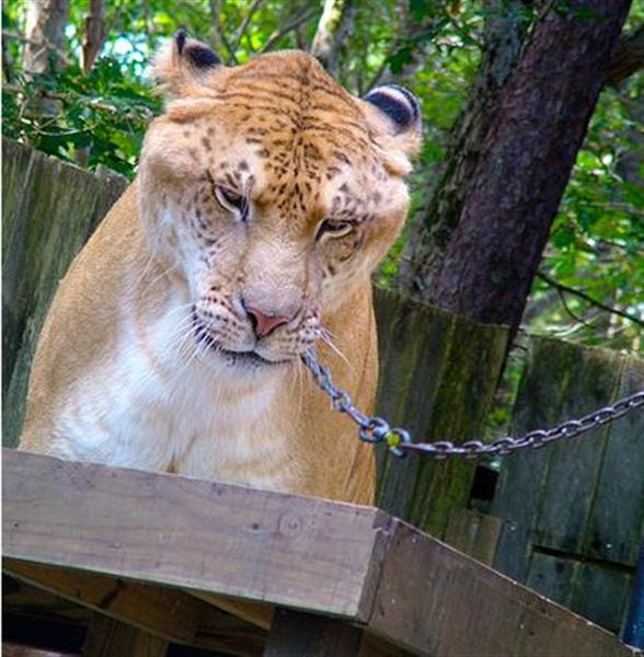 Ligers have Mild Personality. 