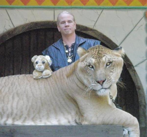 Liger weighs more than 1600 Pounds. 