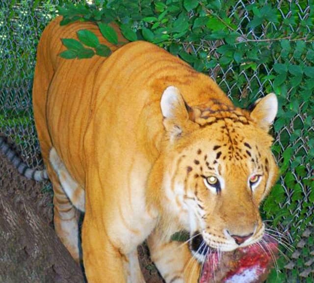 Tiger Lookalike liger type. 