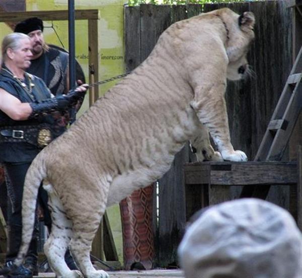 A liger has longest body length size as compared to the other big cats in the world.