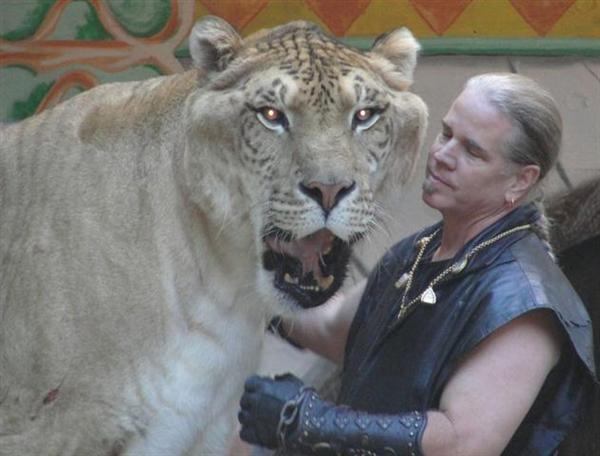 Hercules the liger along with Bhagavan Antle in United States.