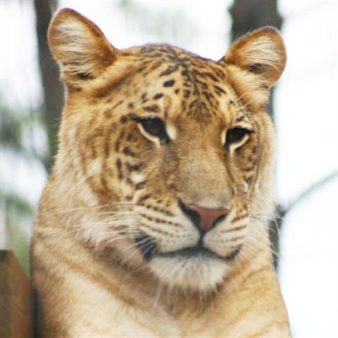 A liger in Atlanta at United States.