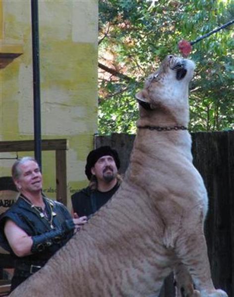 A huge liger eating meat. Ligers are capable of eating more than 100 pounds in a single sitting.