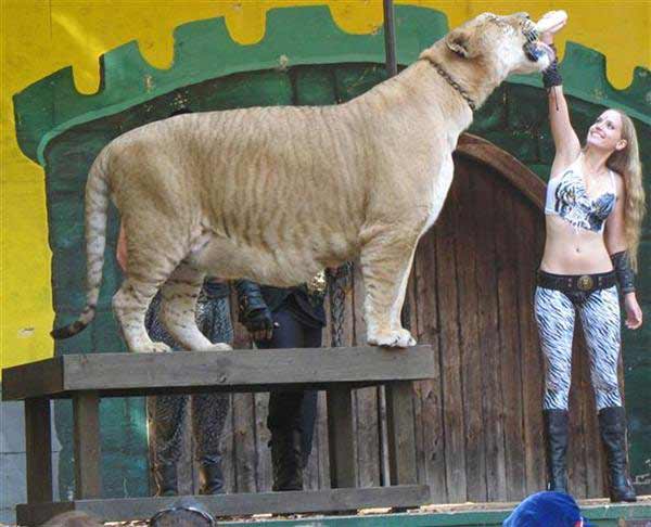 Hercules the liger Loves milk. Moksha Bybee is an animal trainer.