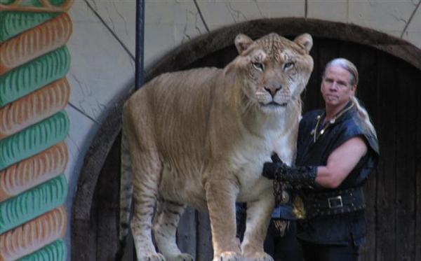 Hercules the liger is a huge liger. Hercules weighs more than 900 pounds.