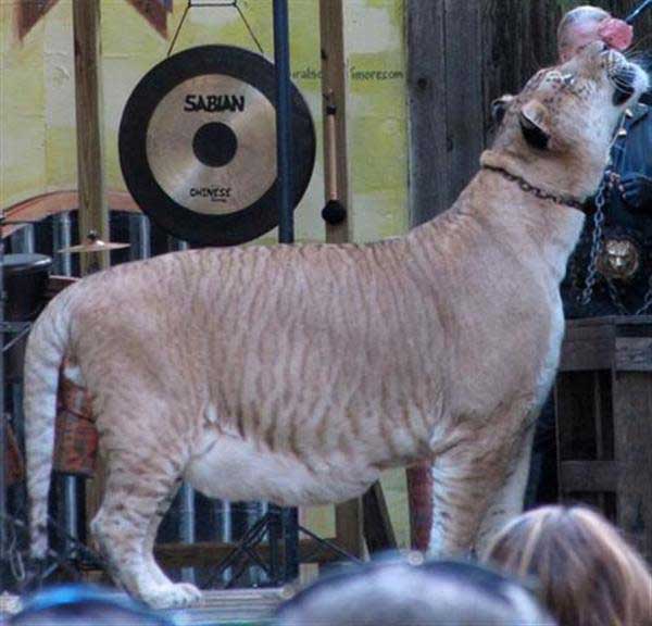 A liger having a meat pie at King Richard's Faire.