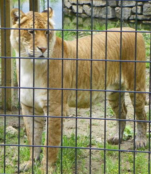 Liger at Missouri Animal Sanctuary. 