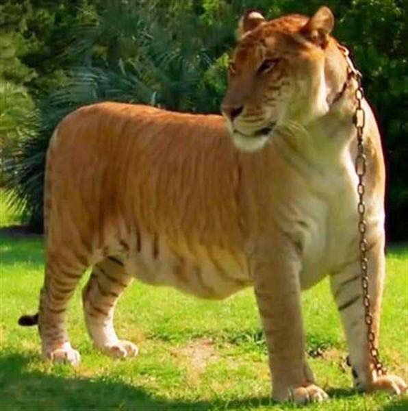 Liger Sinbad on National Geographic.