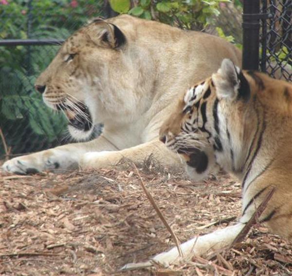 Liger vs Tiger vs Gaurs - A Comparative Study