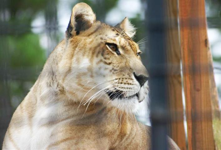 A Liger at a zoo in United States.