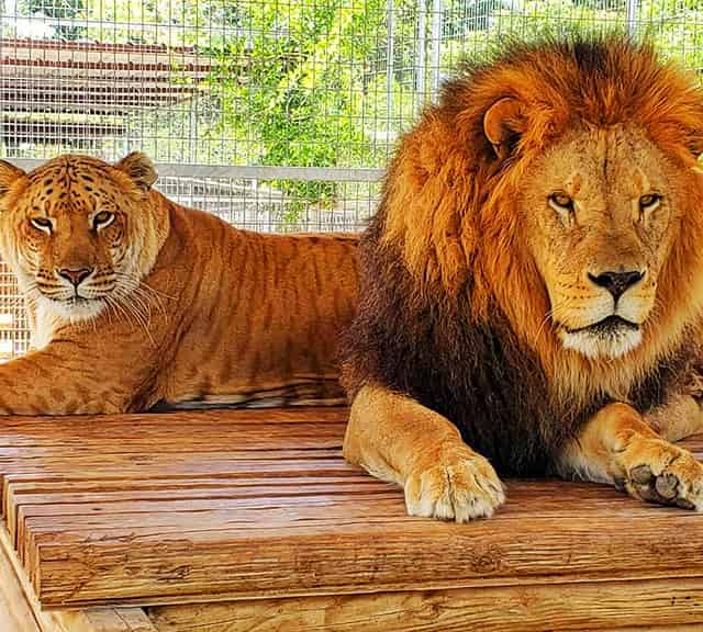 Liger vs. Lion Aggression Comparison. Lion is more aggressive than a liger.
