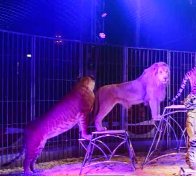 Liger vs lion body length comparison - Liger = 12 feet; Lion = 9 feet.
