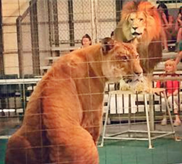 Liger vs Lion fur color comparison. 