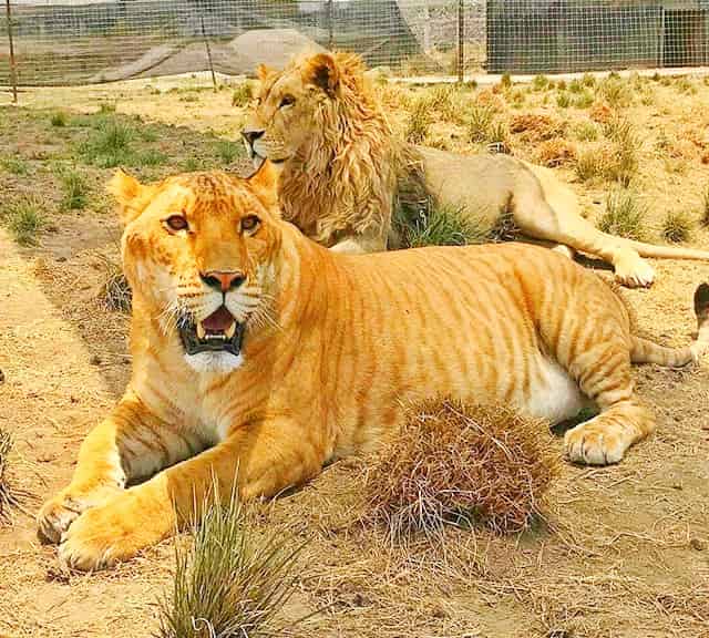 Liger vs lion - Height Comparison. A liger is 6 feet tall.