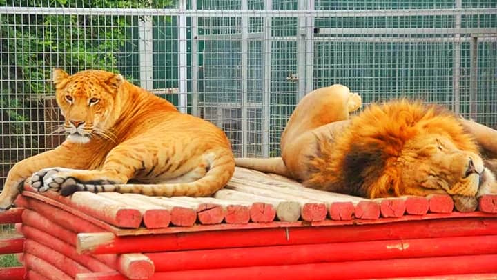 Liger vs Lion - mane comparison. A lion has a bigger mane than a liger.