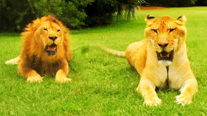 A liger weighs 900 pounds while a lion weighs around 500 pounds.