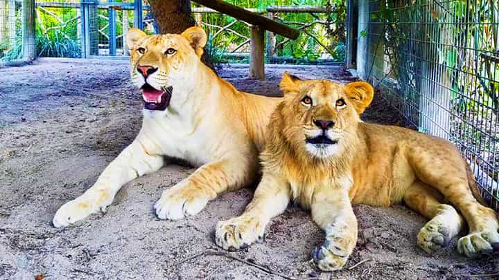 Liger vs. Lion - Wild vs. Captivity Analysis. All ligers live in captivity.