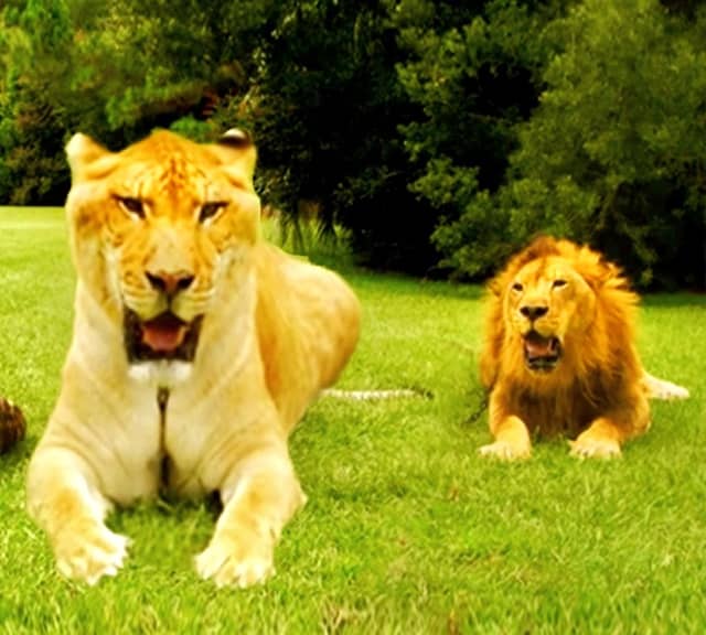 Liger and Lion