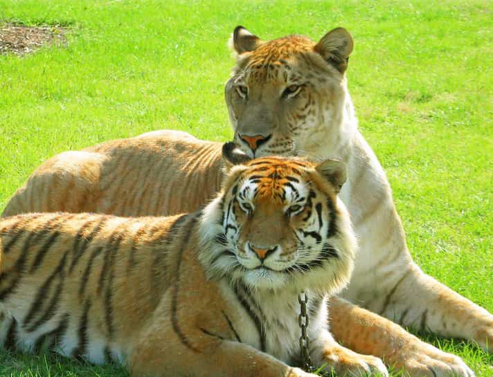 Both liger and tiger can live in captivity for 15 years on average.