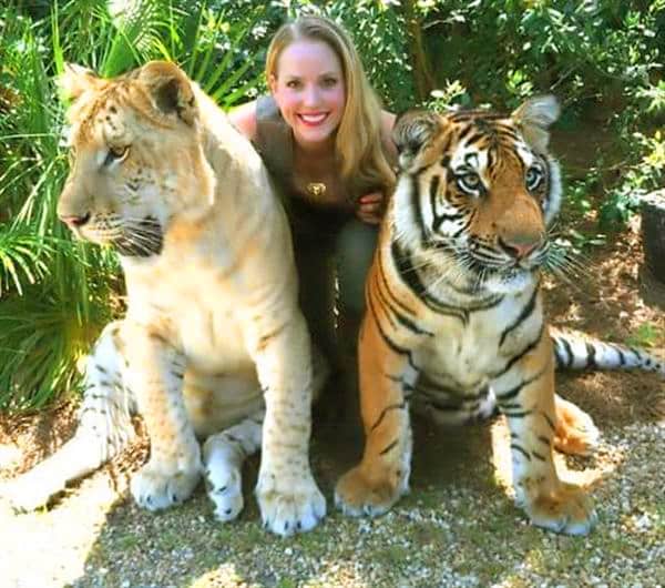 Liger population is around 100 globally while there are 3000 tigers in the wild.