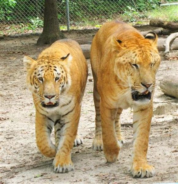A liger grows at around one pound per day during is growth years. A tiger on the other hand grows at around half a pound per day during its growth period.