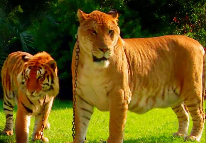 Are Bengal tigers bigger and stronger than Siberian tigers in the