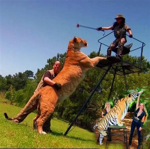 A liger can be as long as 12 feet in length while a tiger's length is around 10 feet long.