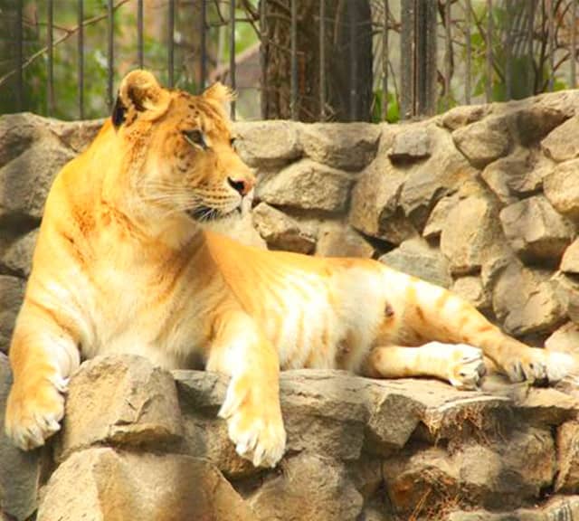 Female ligers are fertile.