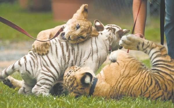 Liger Wayne playing with tiger Cubs. 