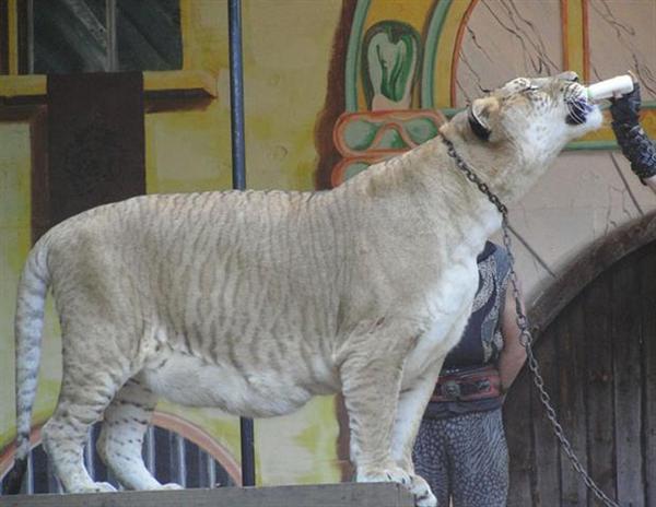 Wild Liger is dependent on wild Lions and Wild Tigers. 