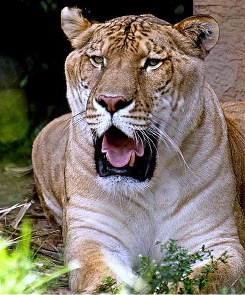 Liger Zeus Popularity is very high Locally at South Carolina. 